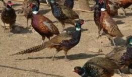 山鸡鱼的爆料方法大全视频,视频解析全方位爆料技巧